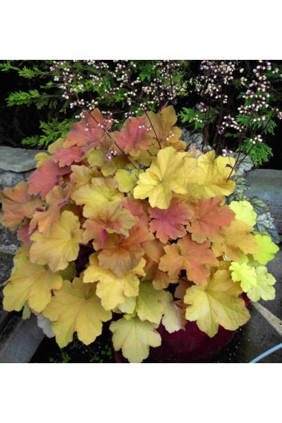 Гейхера гібридна Кассандра цвітіння